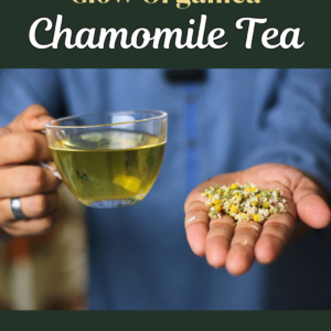 Chamomile Tea